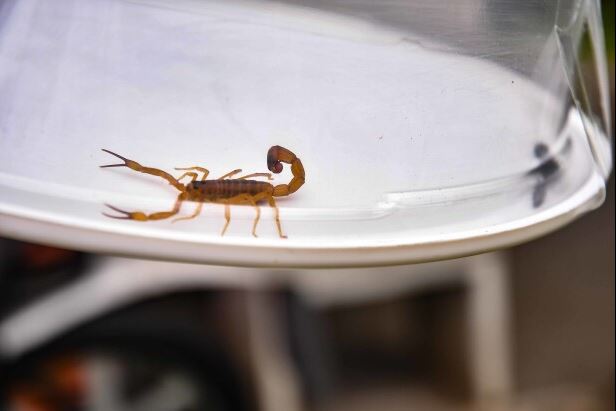 Equipe da Vigilância Ambiental recolhe escorpiões na região do Detran