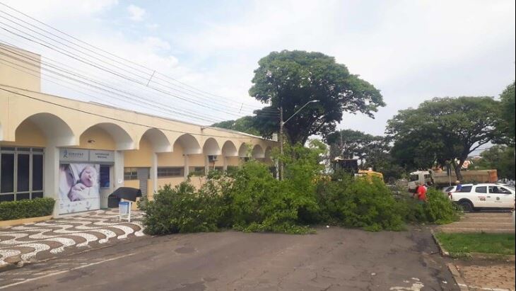 Temporal com rajadas de vento de 100 km/h derrubam diversas árvores em Umuarama